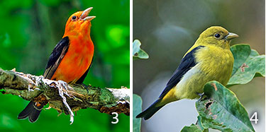 molting scarlet tanager immature
