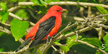 molting scarlet tanager adult