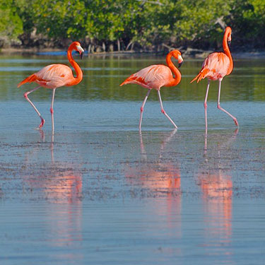 american flamingo