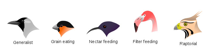 bird beaks and function