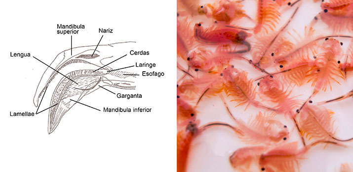 flamingo diet