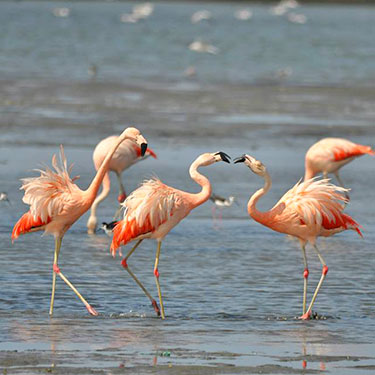 chilean flamingo