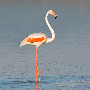 european flamingo