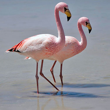 james' flamingo