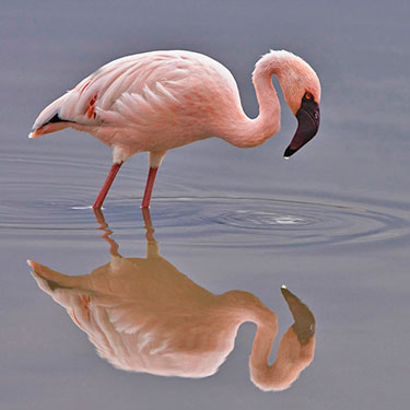 african flamingo