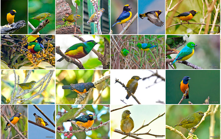 bird diversity