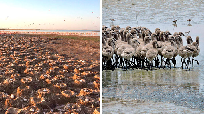 flamingo information