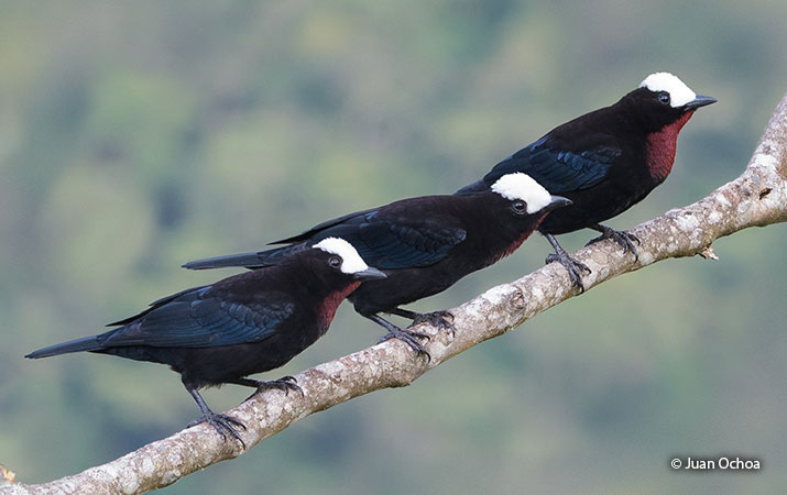 Perching birds