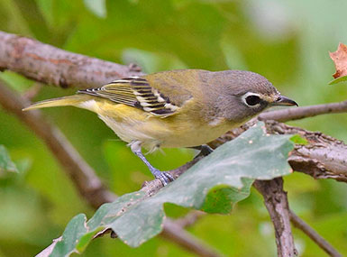 blue-headed vireo 
