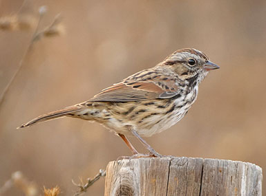 white-throated sparrow acadia national park