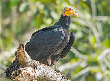 greater yellow-headed vulture