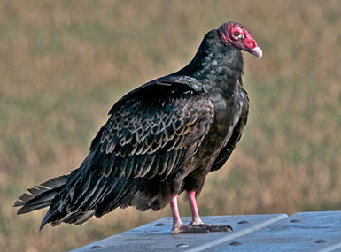 turkey vulture