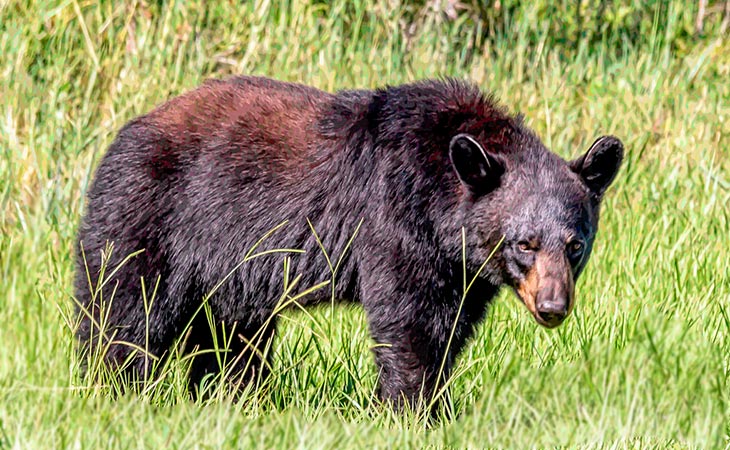 american black bear acadia national park