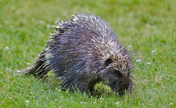 Porcupine acadia national park