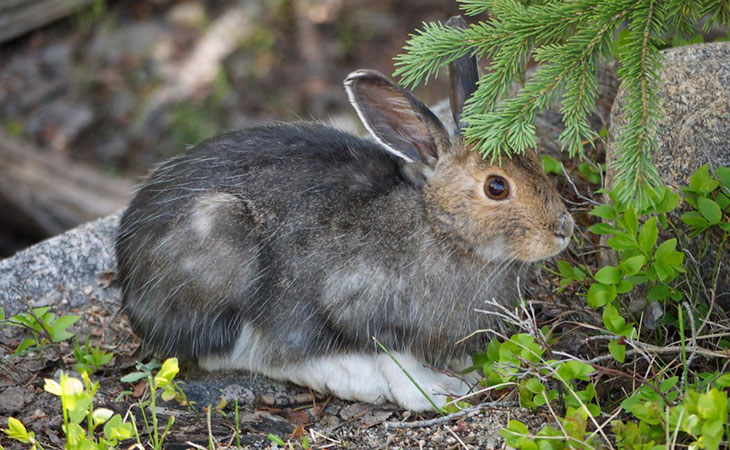 snowshoe hare acadia national park