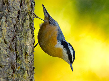 red-breasted nuthatch acadia national park