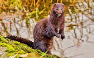 American mink