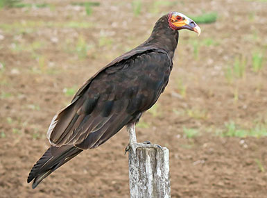 lesser yellow-headed vulture