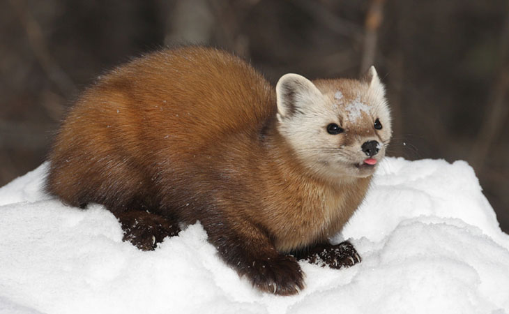 Marten