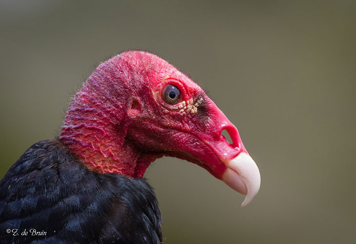 new world vultures