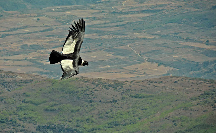 andean condor