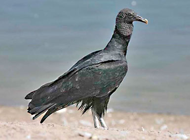 american black vulture