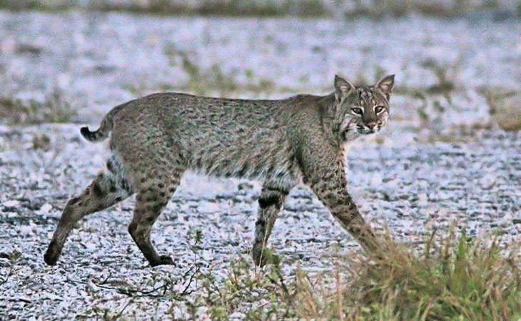 bobcat acadia national park