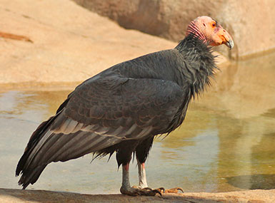 california condor