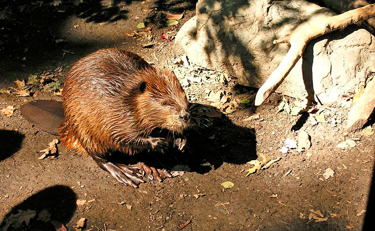 American beaver acadia national park