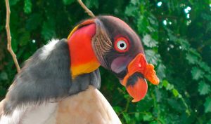 king_vulture
