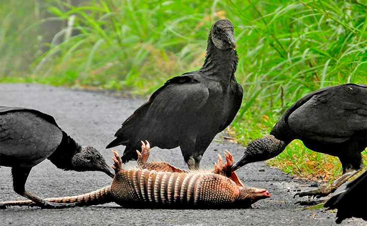 black vultures and carcass