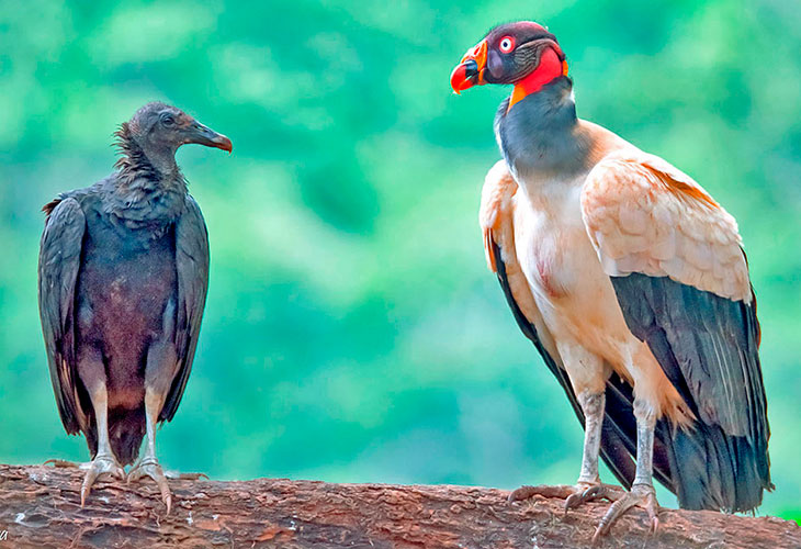 Vultures in North, Central, and South America - Avian Report