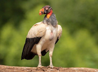 king vulture