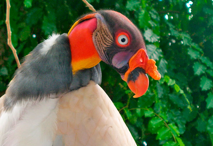 king vulture central america