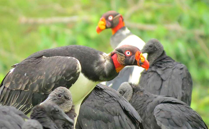 vulture mixed species flock