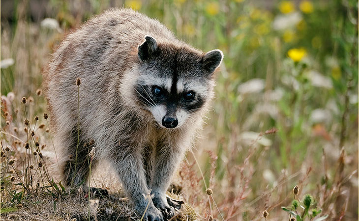 raccoon