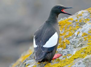 black guillemot acadia national park