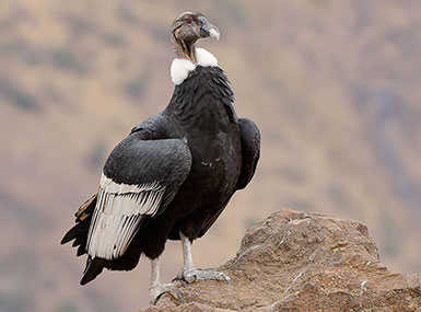 andean condor