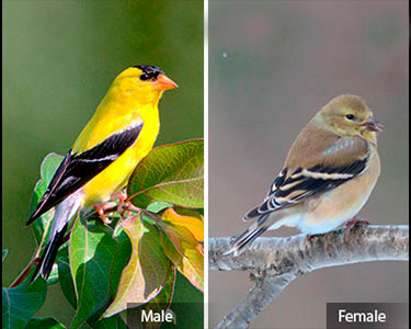 american-goldfinch