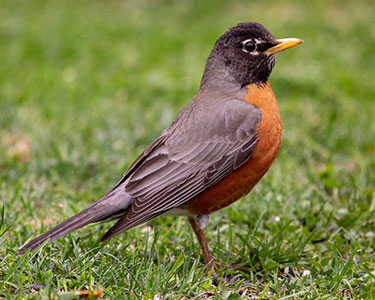 american_robin