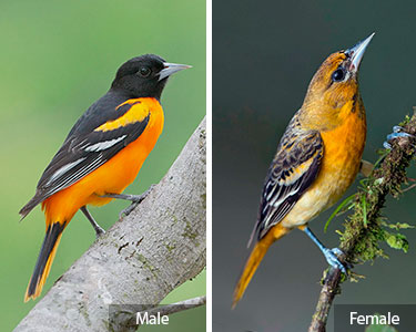 baltimore_oriole