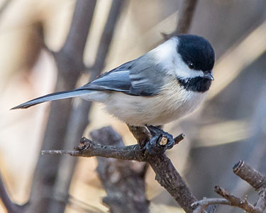 black-capped_chickadee