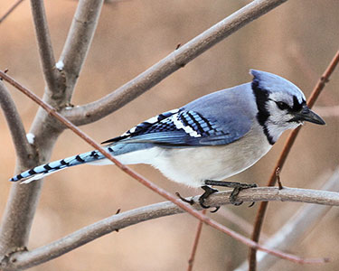 blue-jay