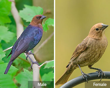 brown-headed-cowbird