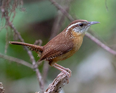 carolina-wren