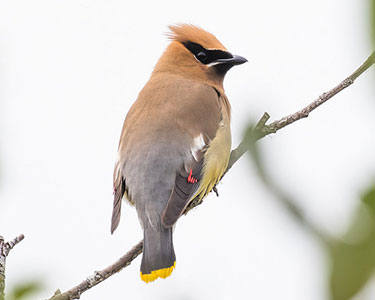 cedar_waxwing