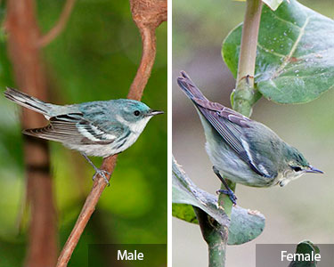 cerulean-warbler