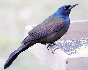 common_grackle