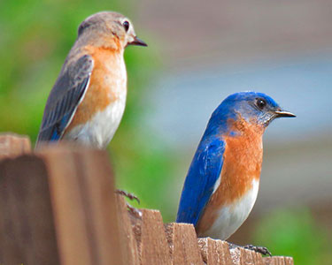 The Complicated Eastern Bluebird Songs and Calls - Avian Report