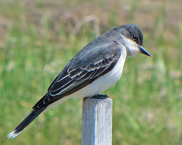 eastern-kingbird